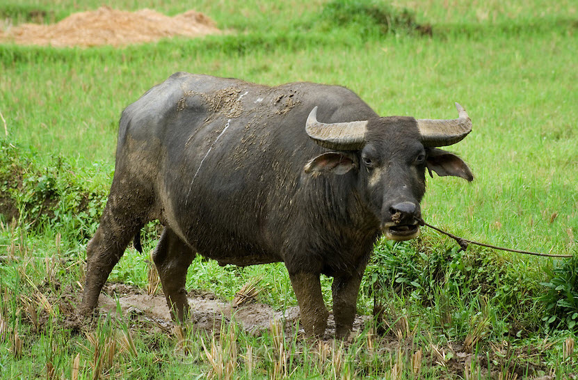 Buffalo | The Biggest Animals Kingdom