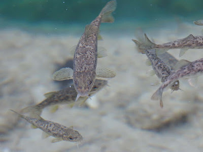 Barbos, Matarraña,Parrizal, pequeños, agua limpia