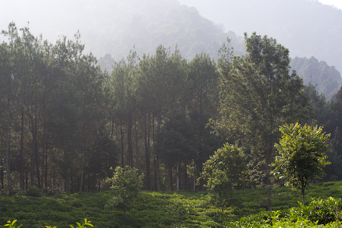 Get Produk Teh Gambung Cara Menuju Perkebunan Teh Di Gambung Dan For iPhone Free Wallpaper Produk Teh Gambung Cara Menuju Perkebunan Teh Di Gambung Dan For Free