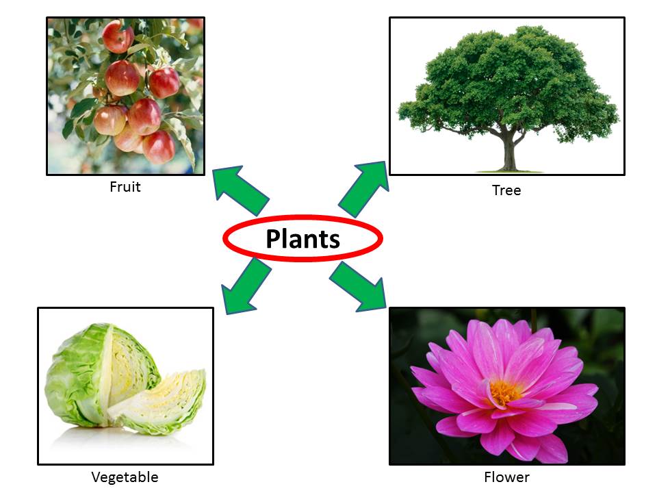 Ng's Classroom of Science