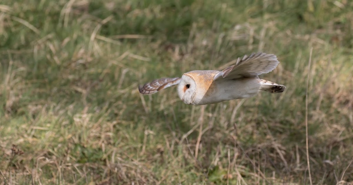 Northamptonshire Birding Barn Owls and more...