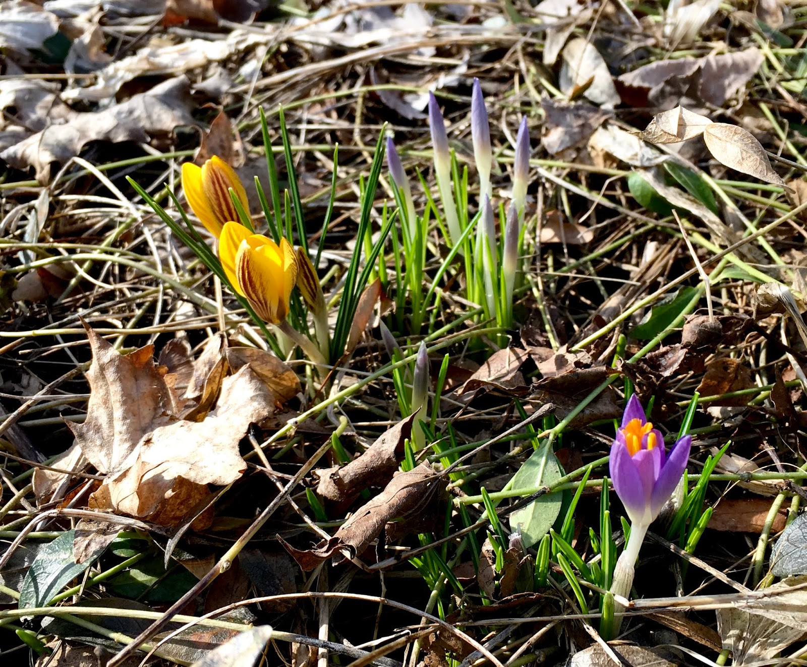 Mae's Food Blog Early Spring Flowers in Michigan