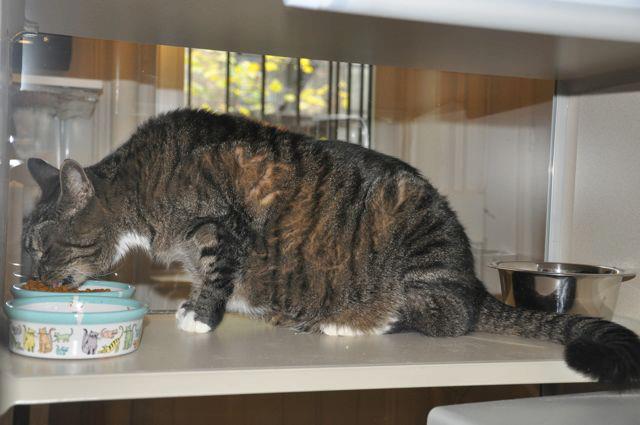 Insights Into Veterinary Endocrinology How To Feed Cats With Diabetes insights-into-veterinary-endocrinology-how-to-feed-cats-with-diabetes