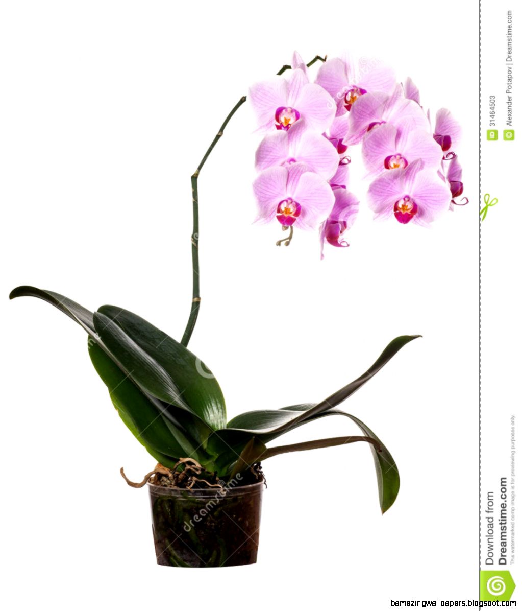 Lush Pink Orchid Flower In Pot Stock Photos   Image 31464503