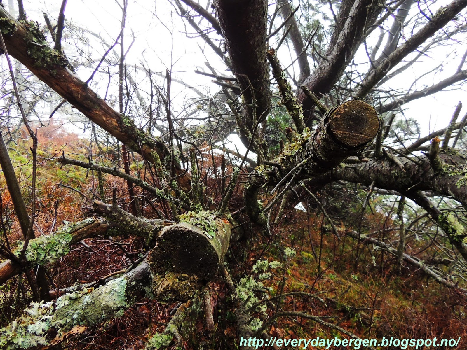Misty wet forrest