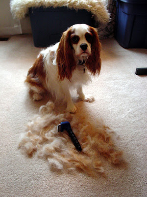 Cavalier King Charles Spaniel | Australian Dog Lover