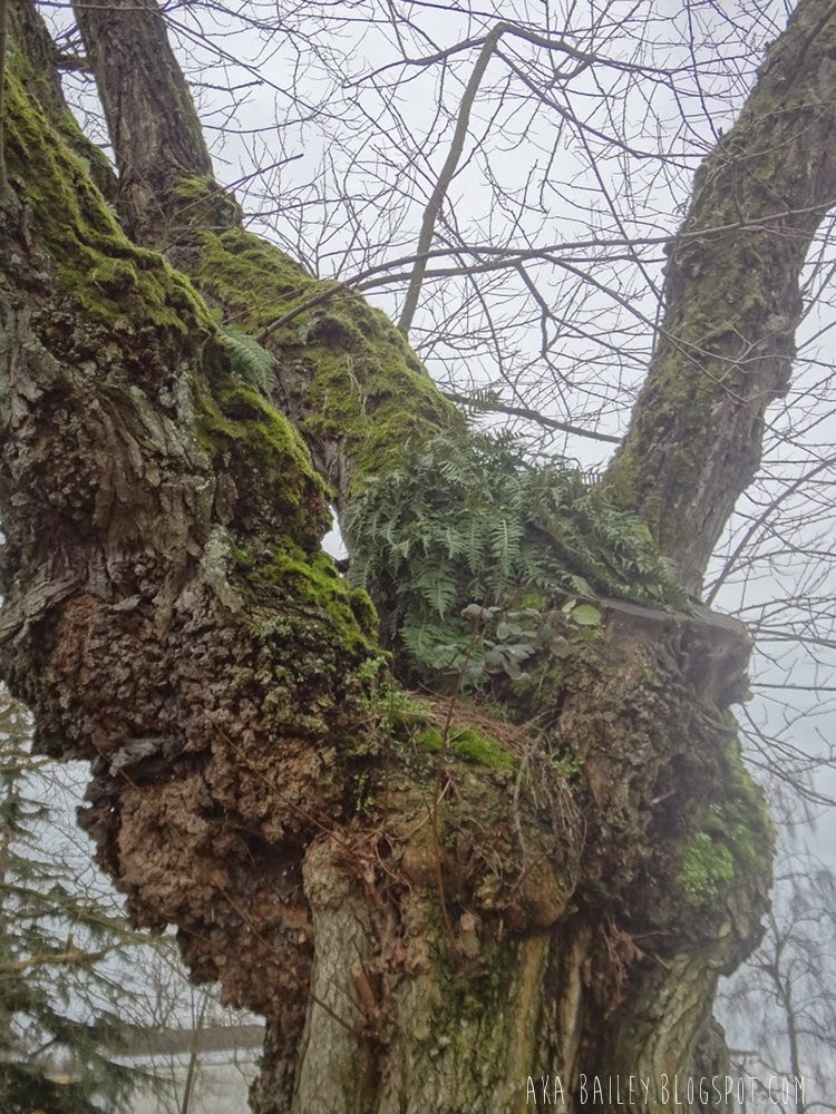 A fern growing in the nook of a mossy tree in Vancouver