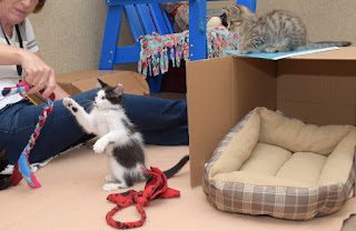 kitten playing with toy