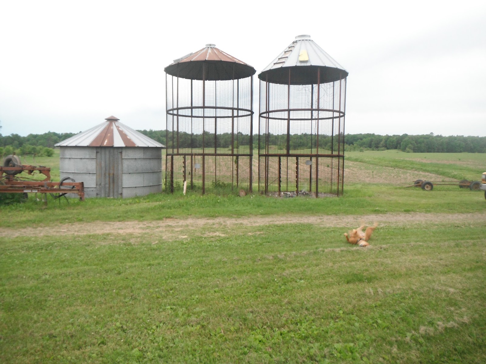 Grass Creek Farm Poultry In The Corn Cribs