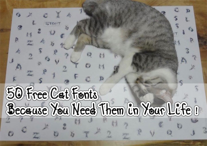 Cat script. Кошачий алфавит. Настоящий кошачий алфавит. Кошачий шрифт. Алфавит с котами.