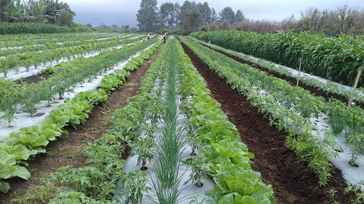 Tanaman Tumpang Sari