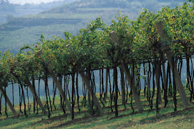 Vines of Inama Foscarino