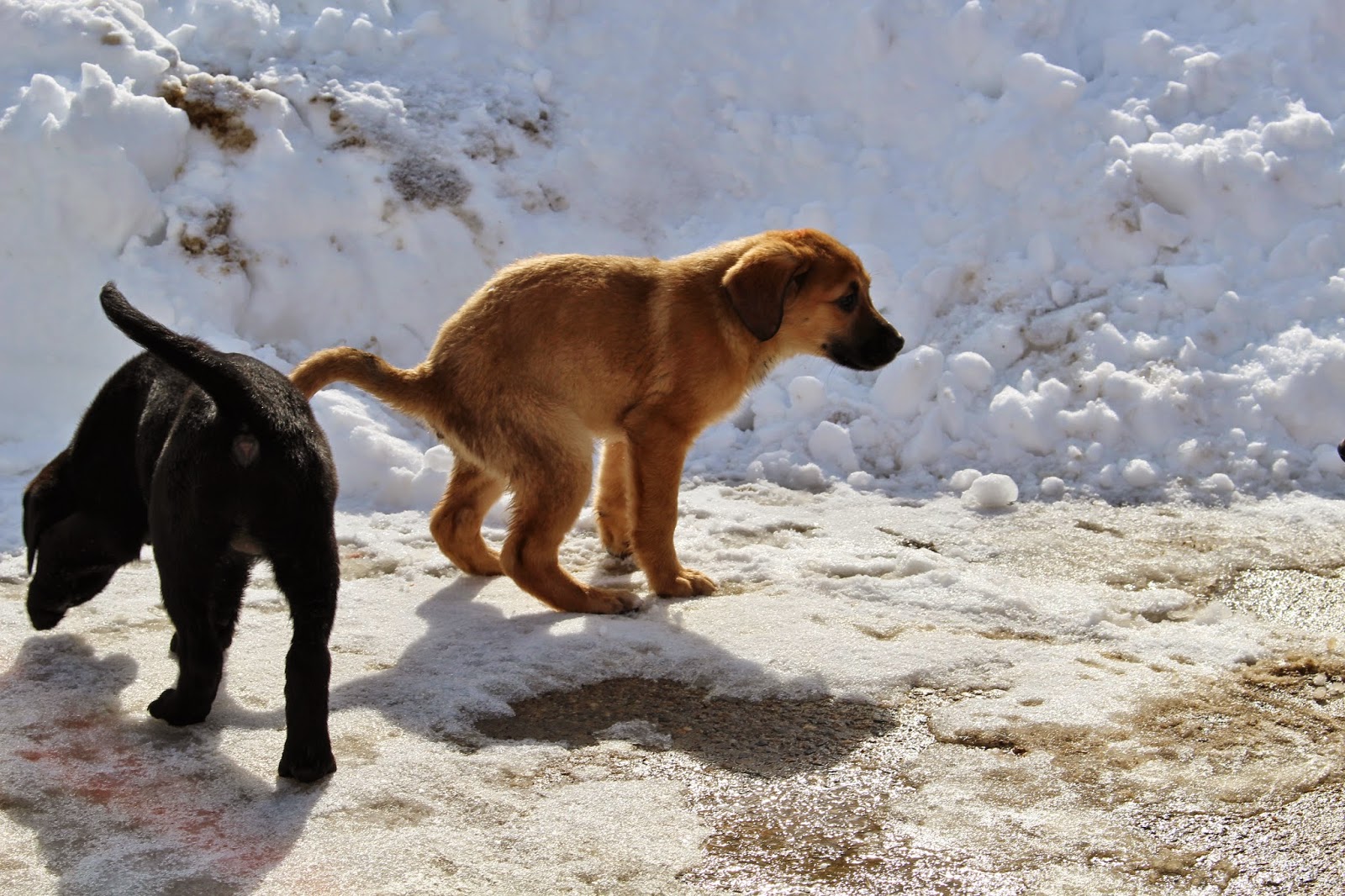 Dog Training at Home Getting puppy to pee outside