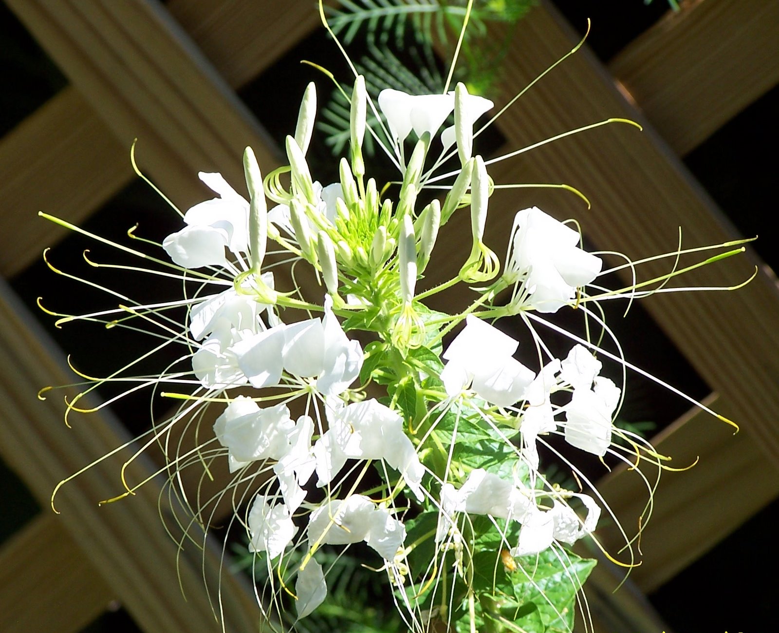 Jean the Plant Lady Spider Weed