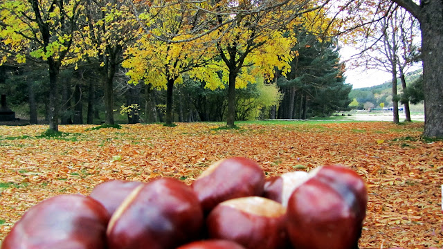 La Panera en otoño - AlfonsoyAmigos