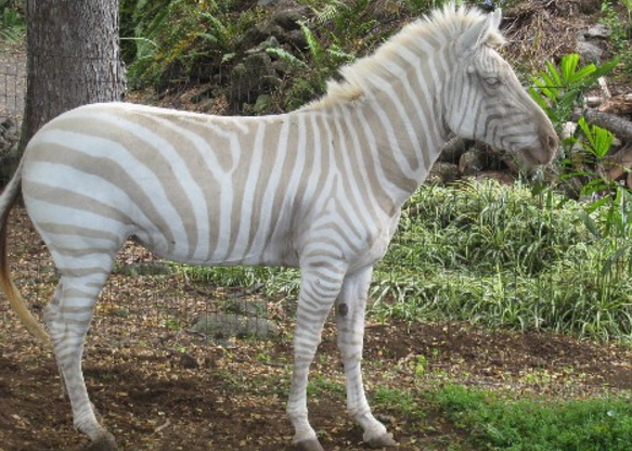 Hewan Albino Unik