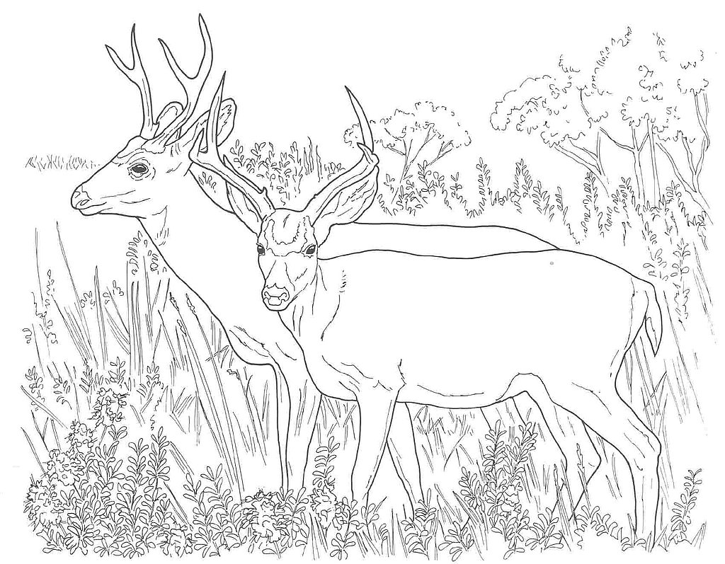 baby deer coloring pages to print - photo #24
