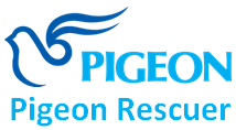 PigeonRescueTeam Blog