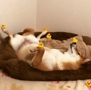 1514917857176794388.gif