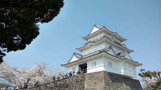 Odawara Castle cherry blossom