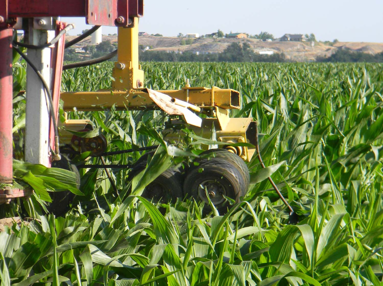 Owyhee Agriculture Corn Tassels