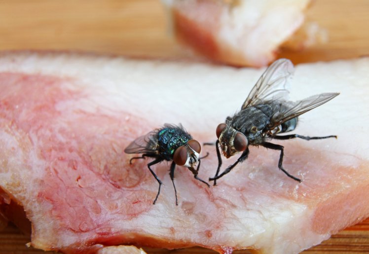 Flies land on your food to vomit Grabey