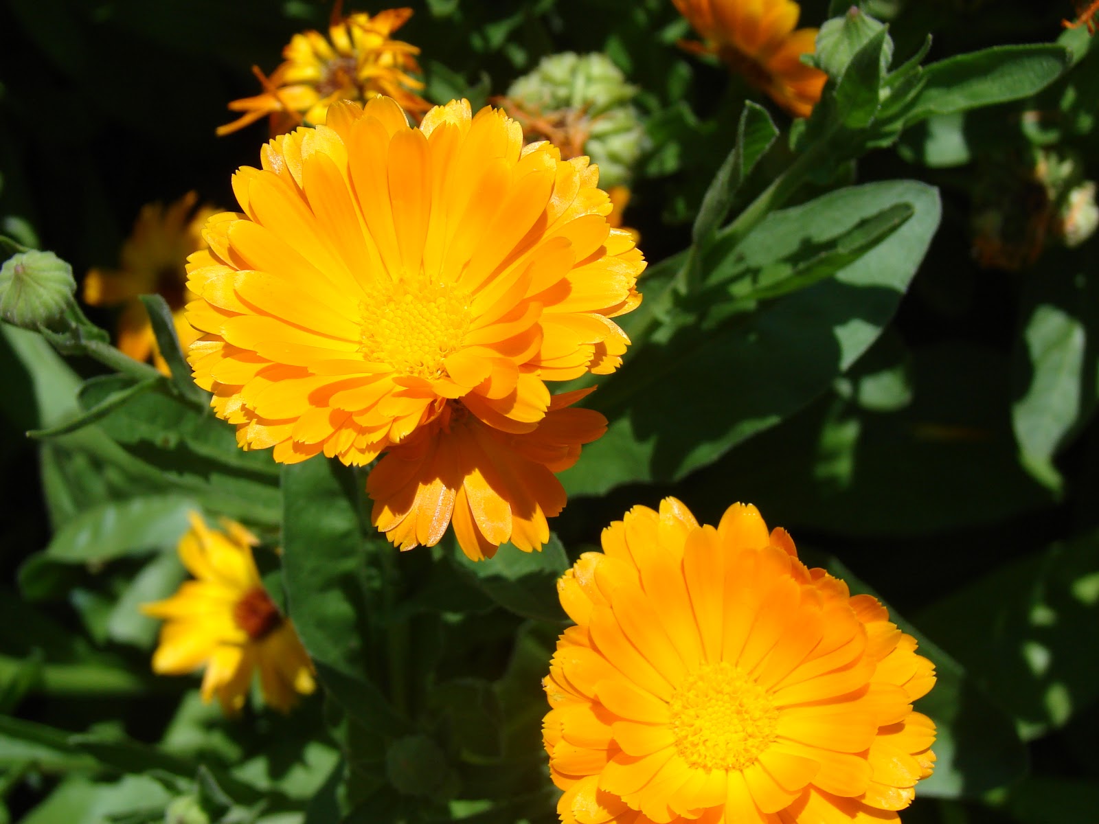 SnappingStiles Pot Marigold (Calendula officinalis )