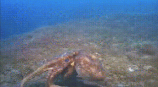 octopus runs away