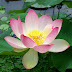 Beautiful Lotus Flower Nature HD Photos 