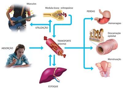 ferro.JPG (404�292)