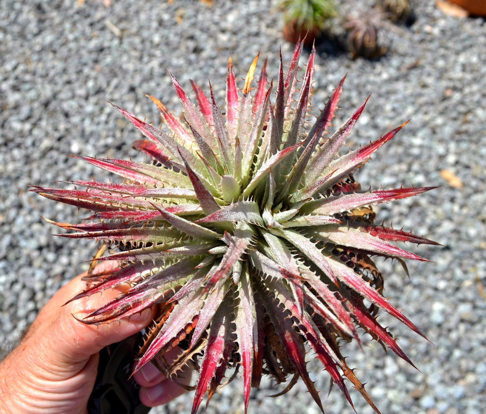 Dyckia delicata (rubra form) Dyckia delicata rubra x hebdingii