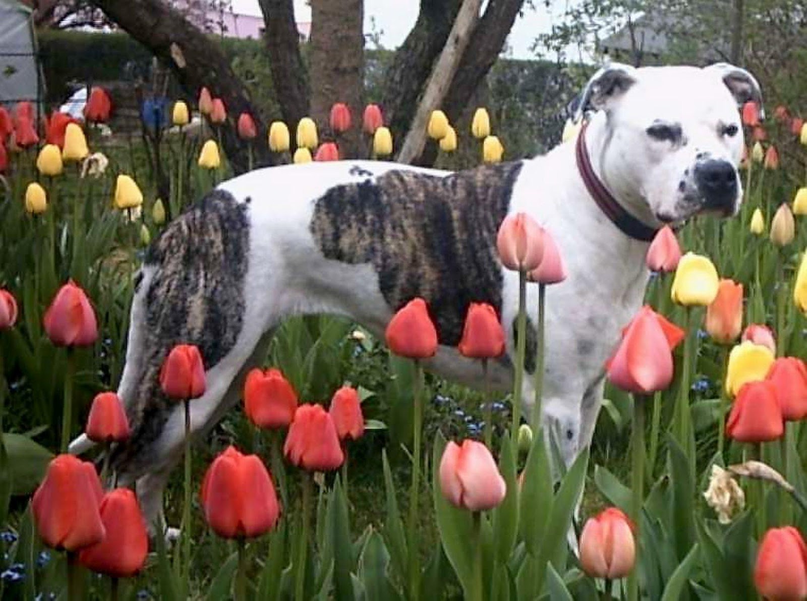 9 Amazing American Staffordshire Terrier Wallpapers