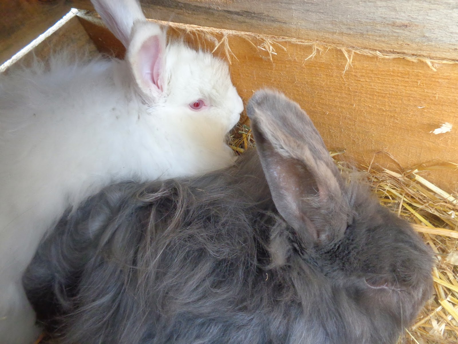 Weeping Willow Microfarm Angora Rabbits