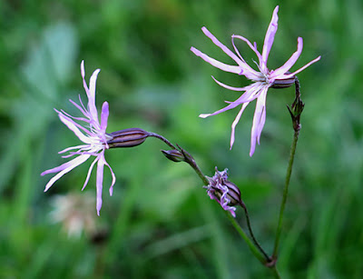 Flor de cuclillo (Lychnis flos-cuculis)