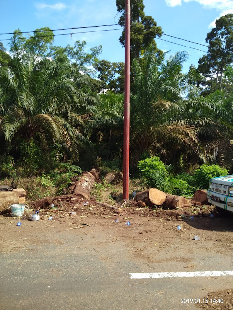 Penyebab Sering Matinya Listrik Dikecamatan Sanga Desa, Disebabkan Oleh Pohon Duren