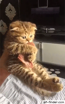 Funny cats - part 262, funny cat gif, best cat gifs