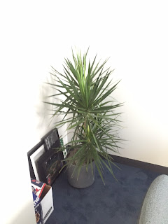 office plant maintenance andover ma; office plant installations pricing;