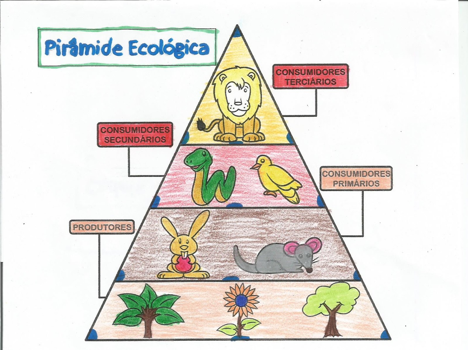 Piramide De Ecosistema | Hot Sex Picture