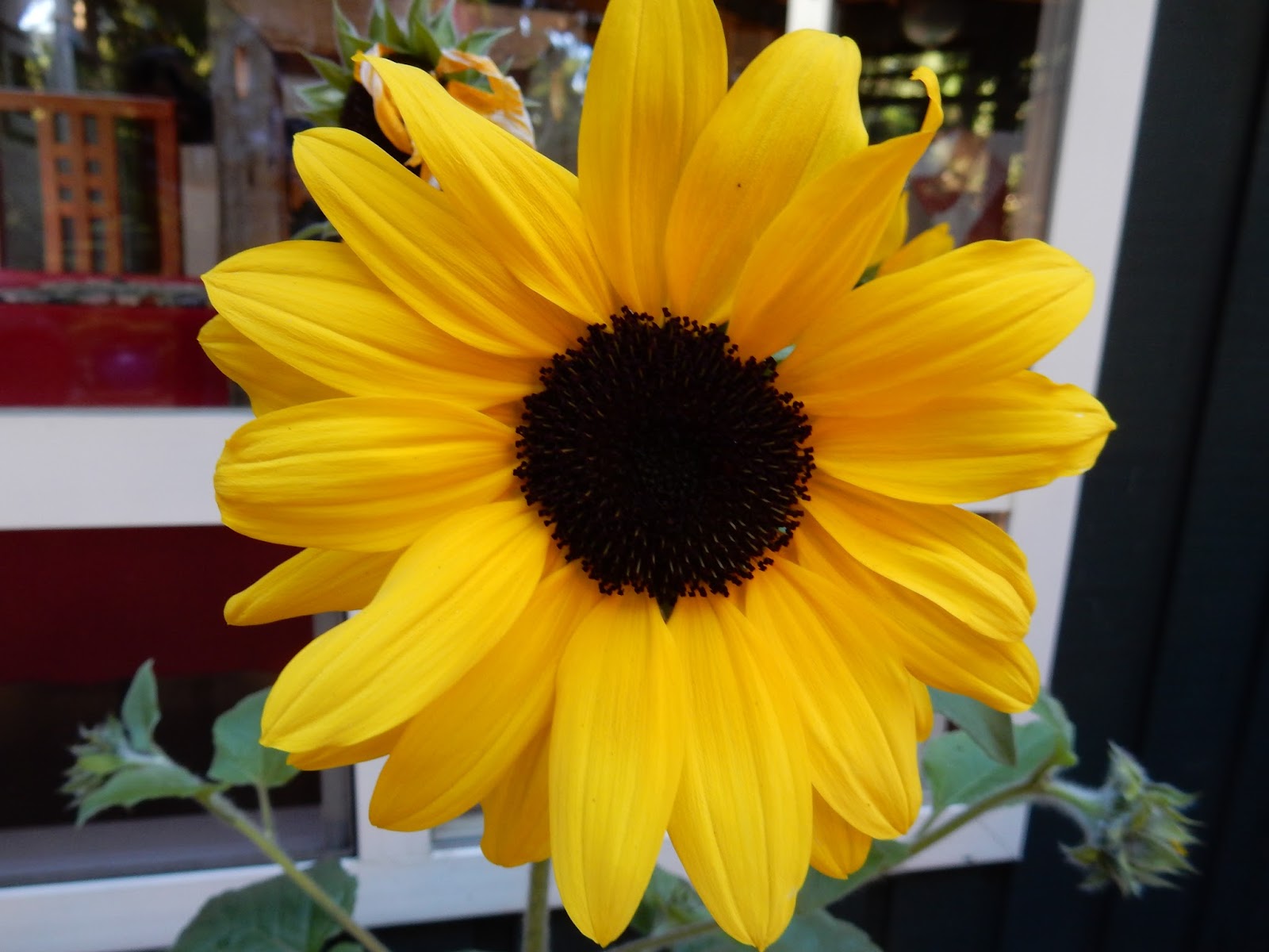 out on the big limb Sunny sunflower for Kansas