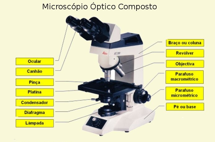 Para que sirve un microscopio
