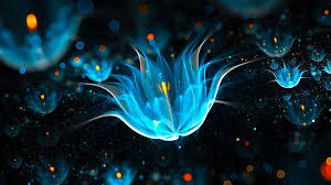 wallpaper hd wallpaper hd