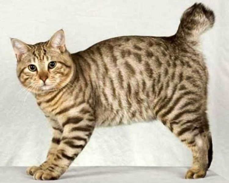 kucing persia: Persian