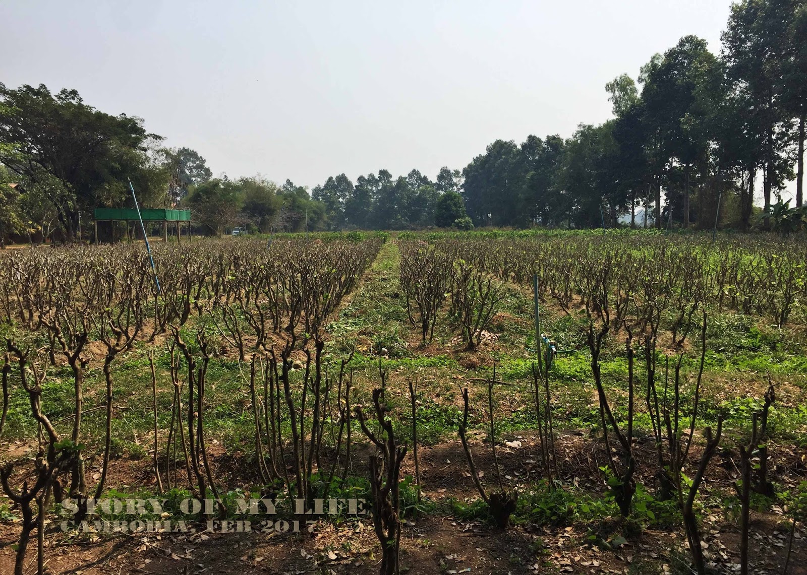 Story of My Life Siem Reap Day 1 Angkor Silk Farm