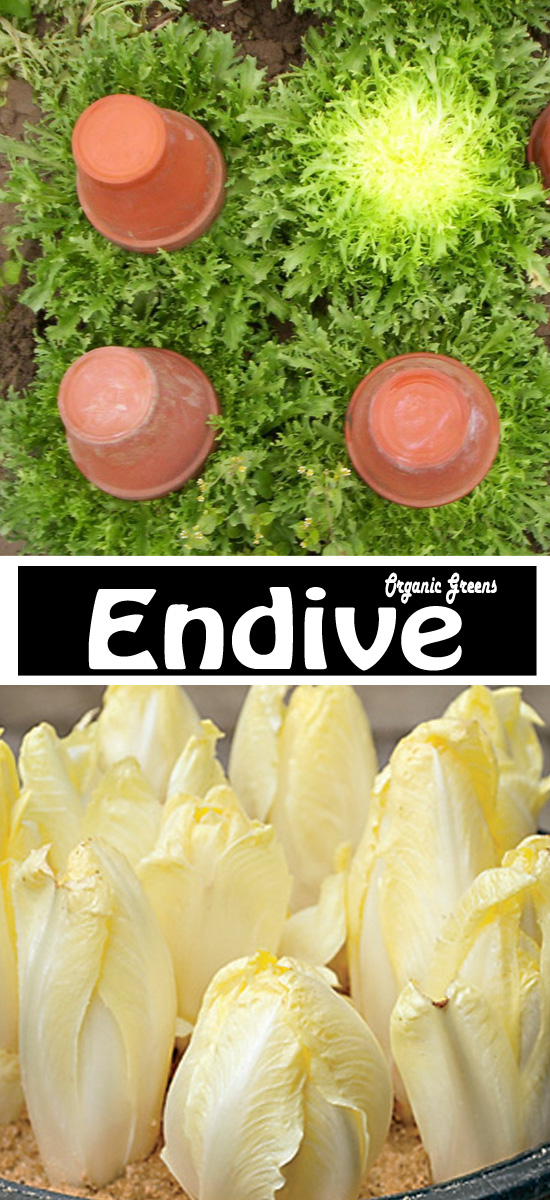 How to Grow Endive, Growing Endive at Home Everything About Garden