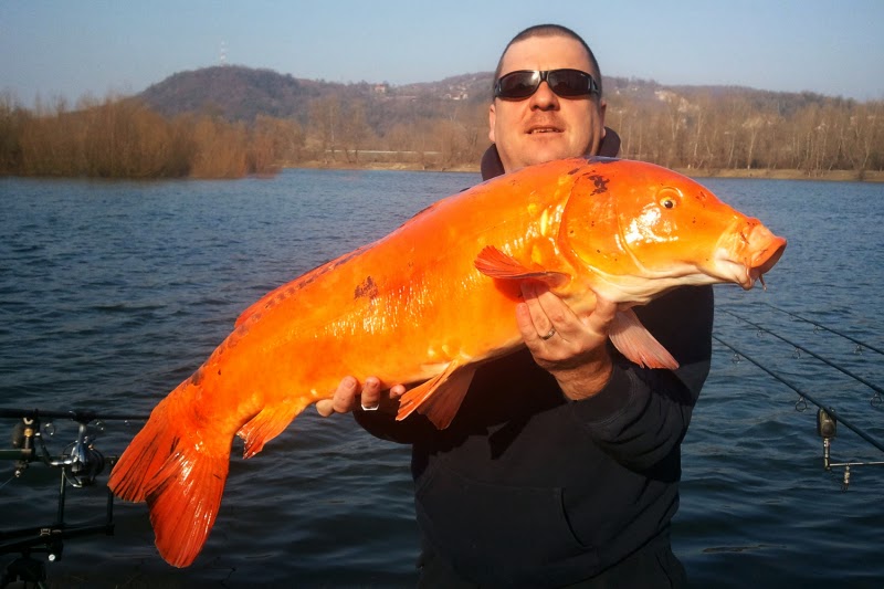 Fishing In Croatia (and in the neighbourhood) Carp fishing competition