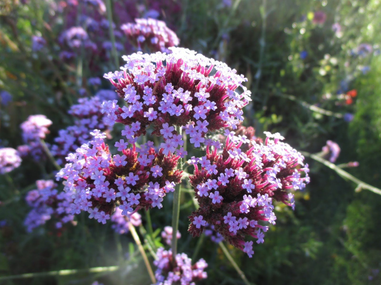 вербена карликовая. вербена пахнет или нет. алиссум лобулярия каменник. вербена в кулинарии. алиссум lucia lavender.
