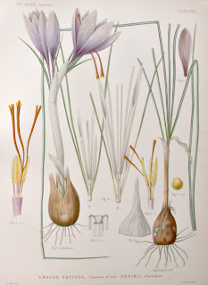 Açafrão - Crocus sativus 