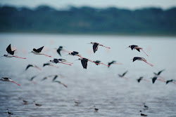 birds flying together feather migratory august