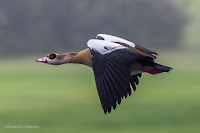 Egyptian Goose - Birds In Flight Photography Cape Town with Canon EOS 7D Mark II  Copyright Vernon Chalmers