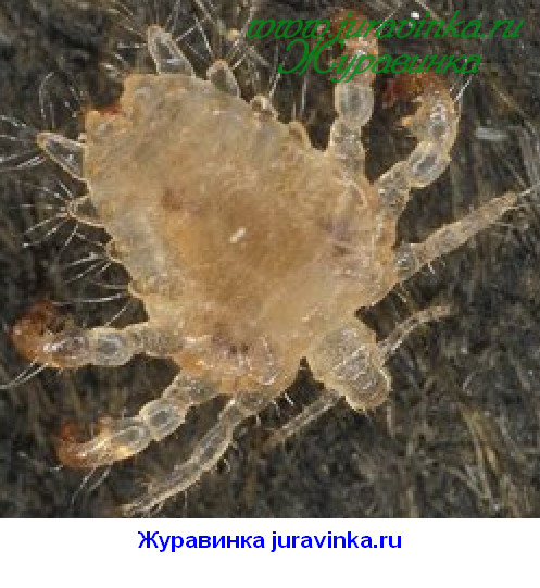 Журавинка: Лобковые вши фото.Вошь лобковая фото